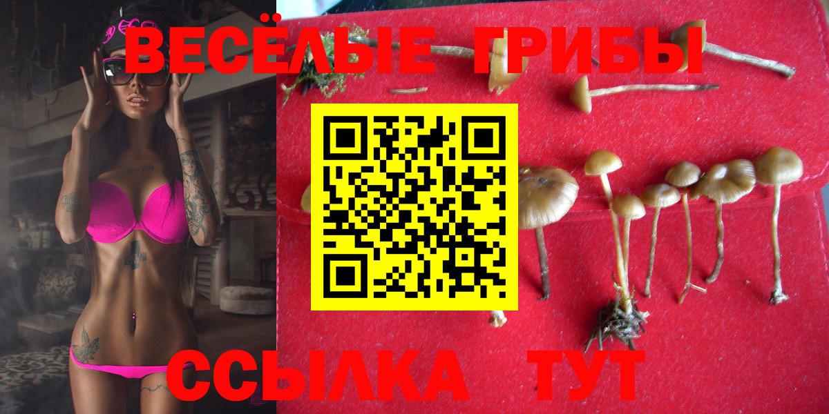 Энгельс  Галлюциногенные грибы мицелий  Псилоцибиновые грибы Cubensis  Вход с VPN 